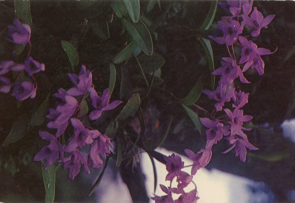 Photo of the Cattleya Skinneri orchid